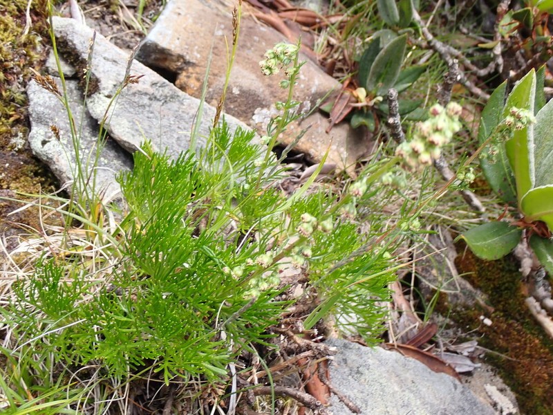 Artemisia morrisonensis photo 8