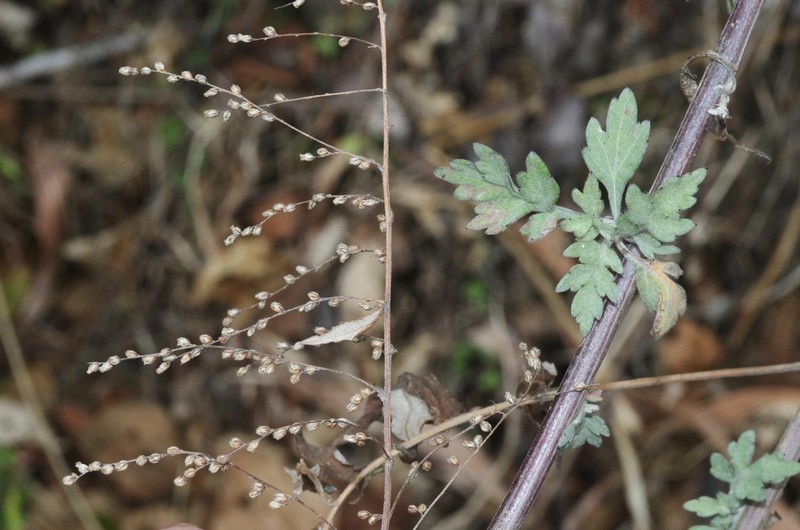 Artemisia myriantha
