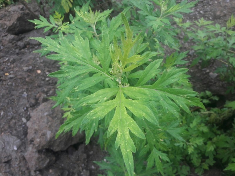 Artemisia myriantha photo 5