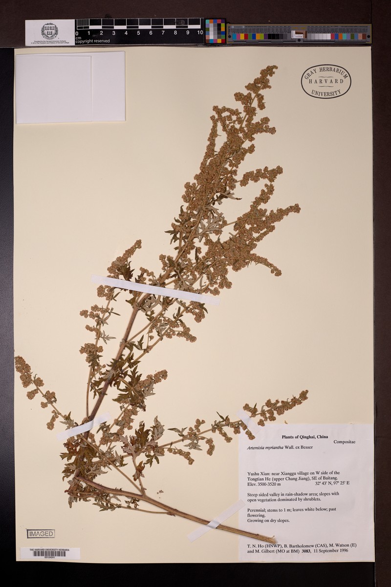 Artemisia myriantha photo 6