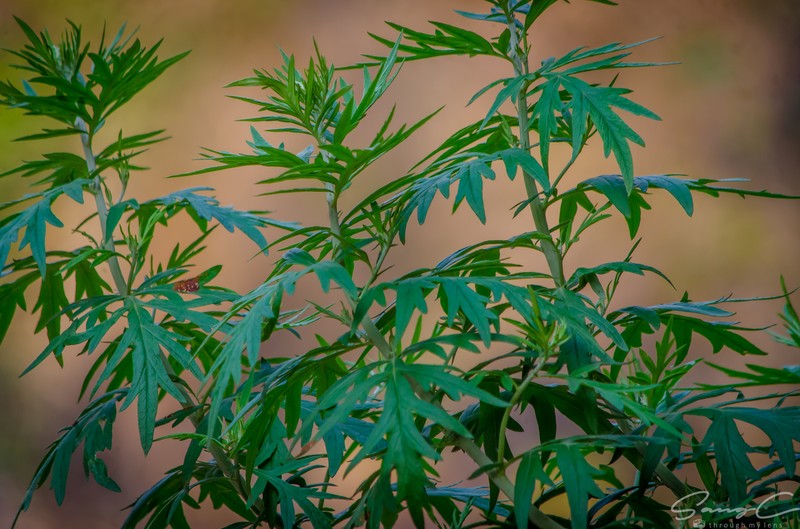 Artemisia myriantha photo 2