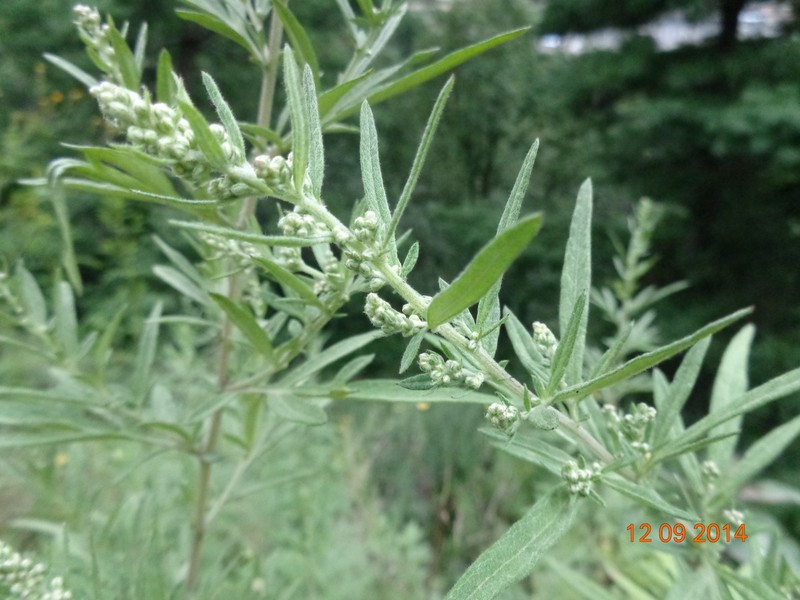 Artemisia myriantha photo 3