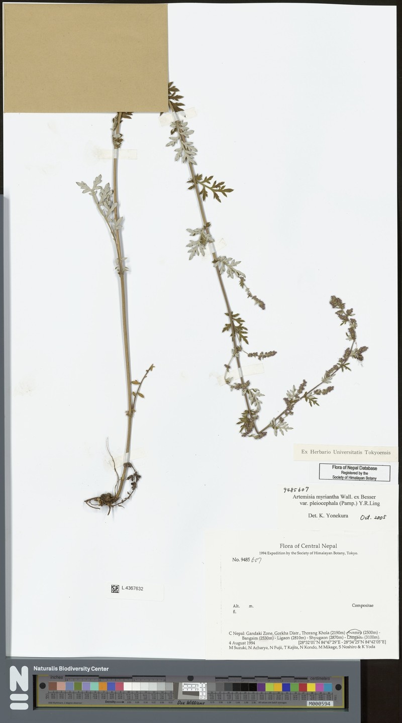Artemisia myriantha var. pleiocephala