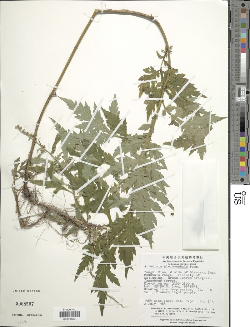 Artemisia myriantha var. pleiocephala photo 2