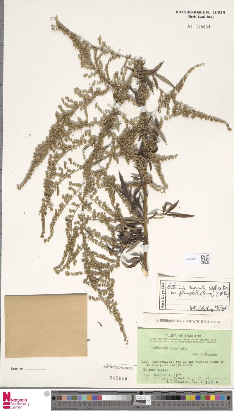 Artemisia myriantha var. pleiocephala photo 3