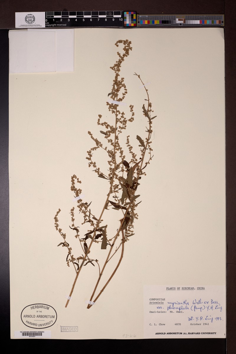 Artemisia myriantha var. pleiocephala photo 4