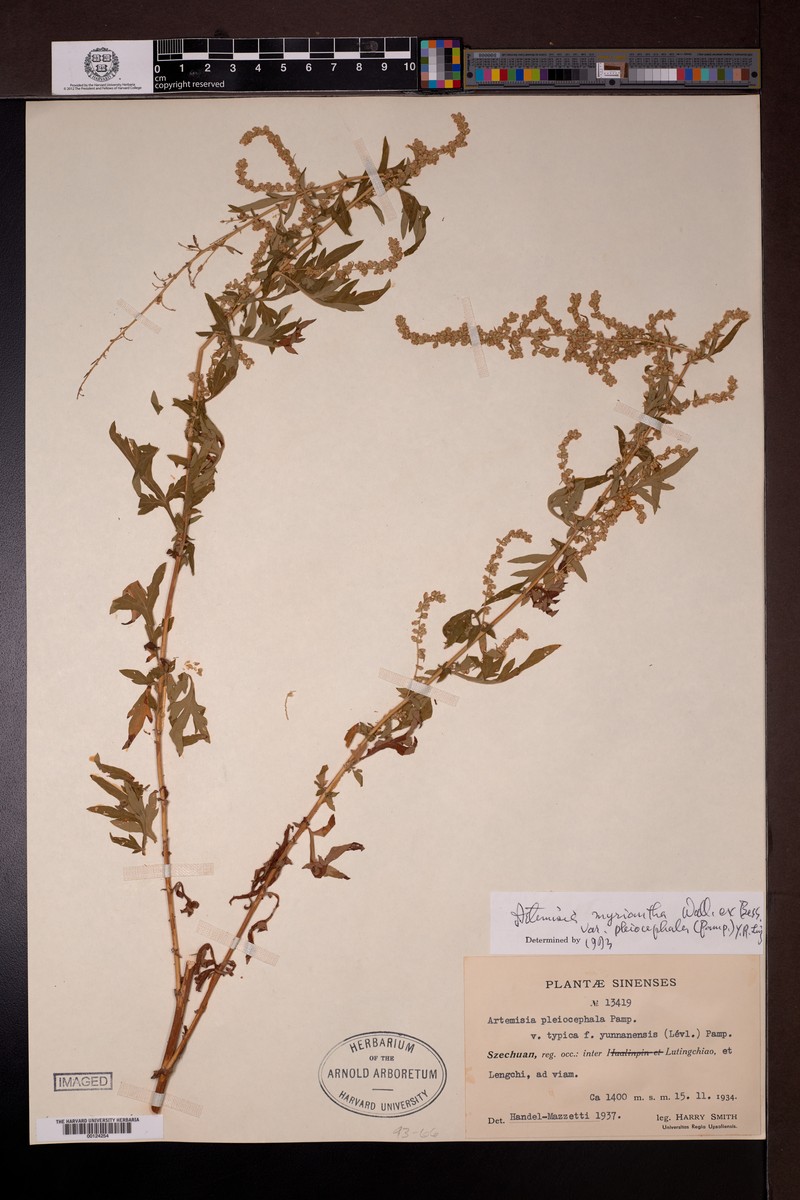 Artemisia myriantha var. pleiocephala photo 5