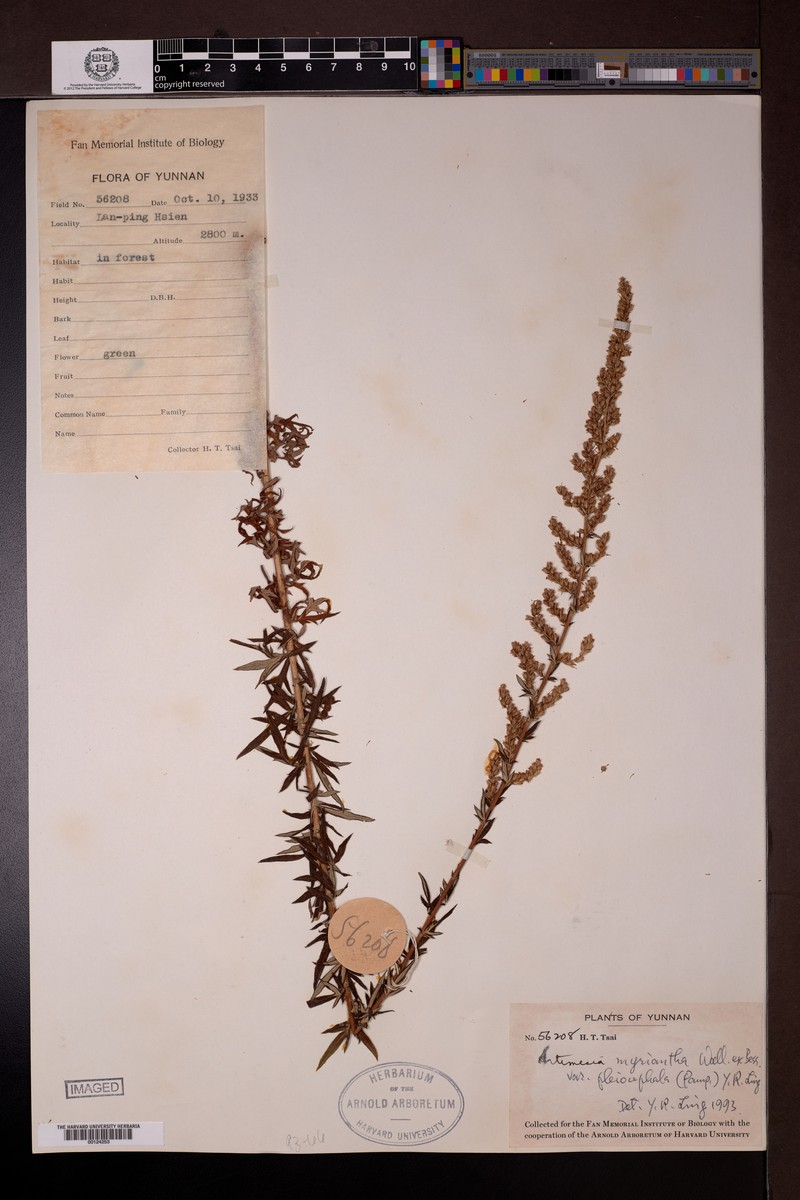 Artemisia myriantha var. pleiocephala photo 6