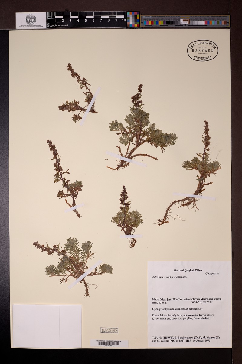 Artemisia nanschanica