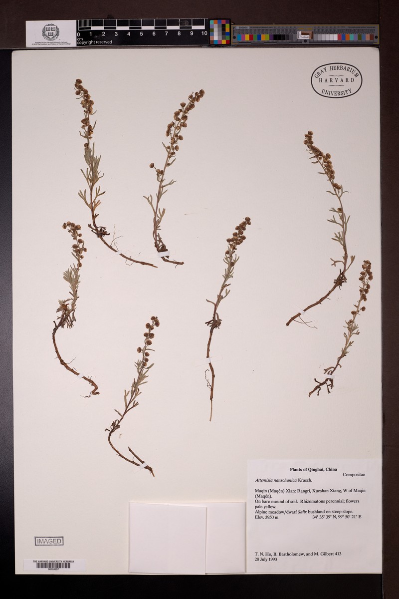 Artemisia nanschanica photo 2