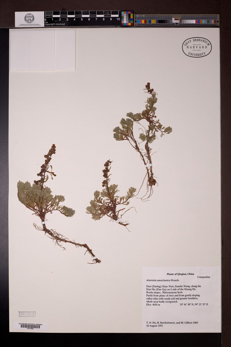 Artemisia nanschanica photo 3