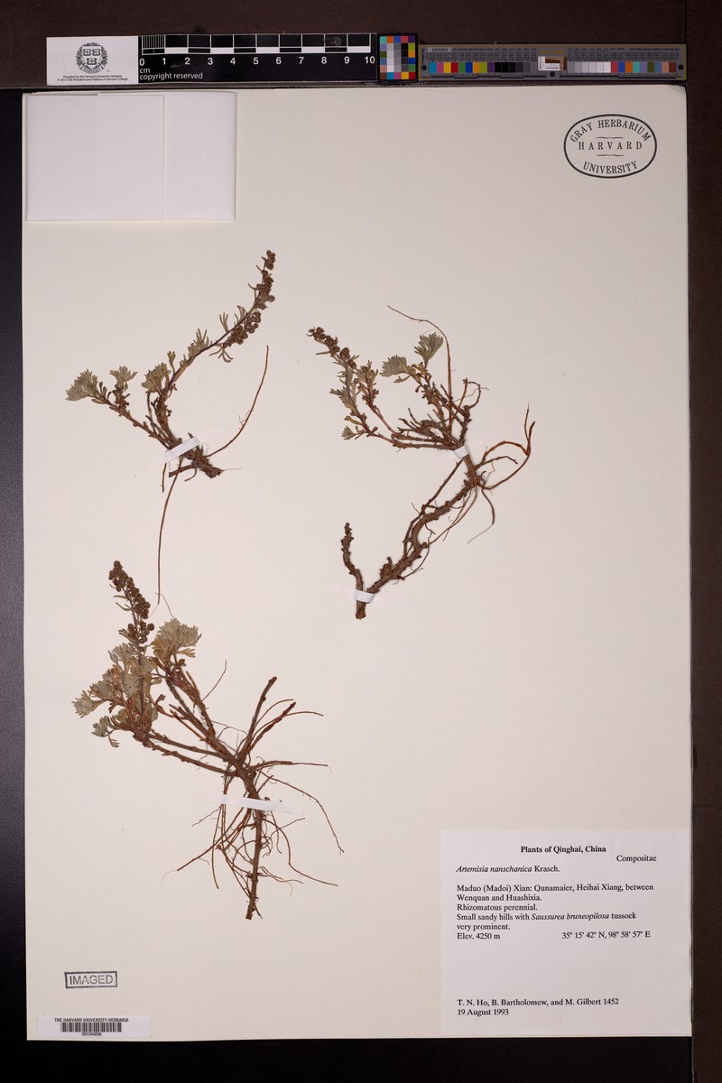 Artemisia nanschanica photo 4