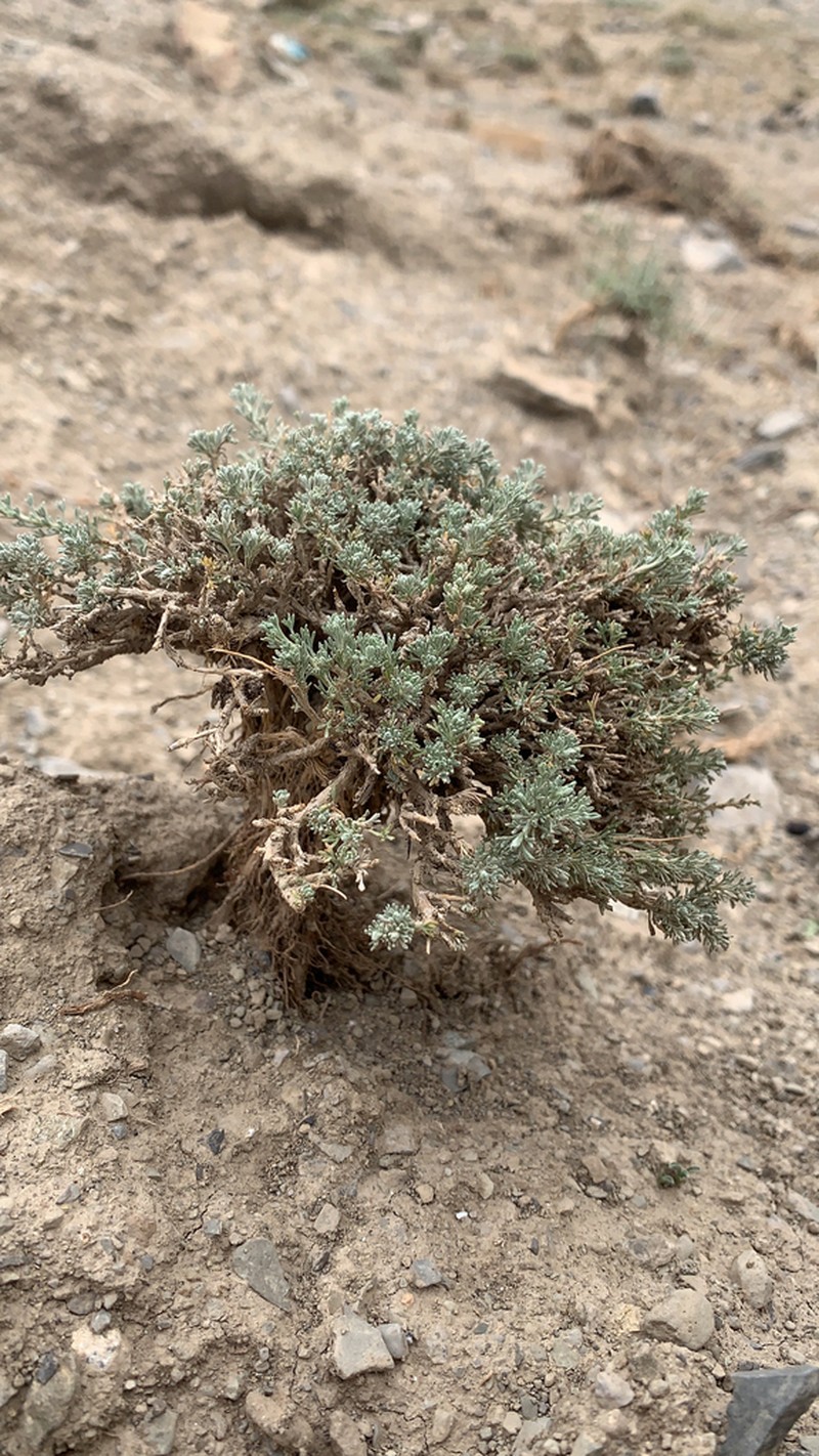 Artemisia negrei
