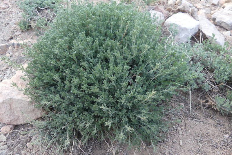 Artemisia negrei photo 2