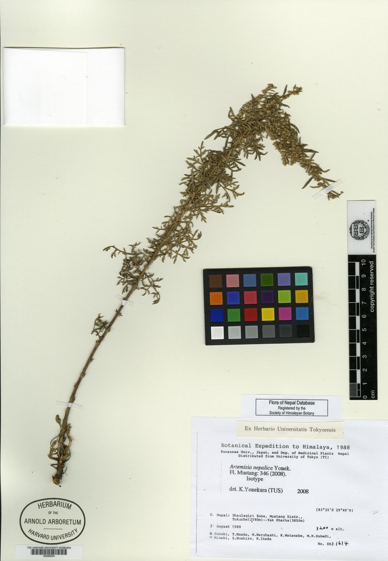 Artemisia nepalica photo 2