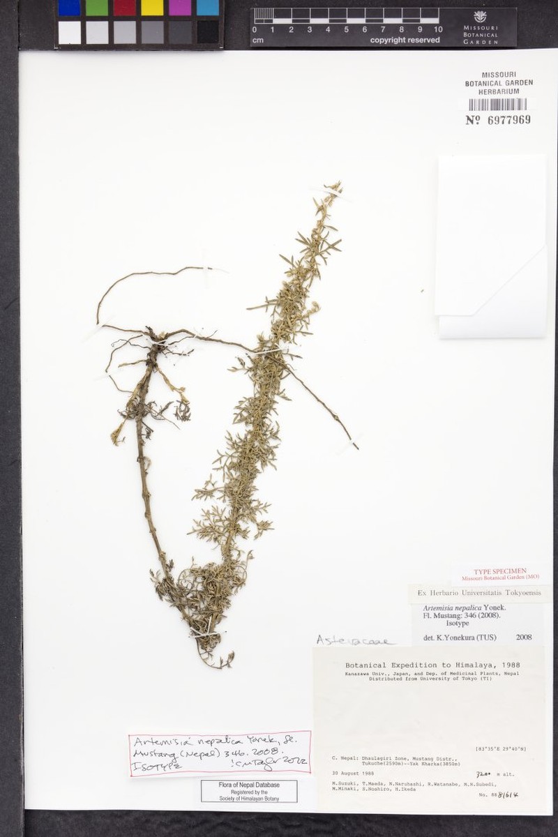 Artemisia nepalica photo 3