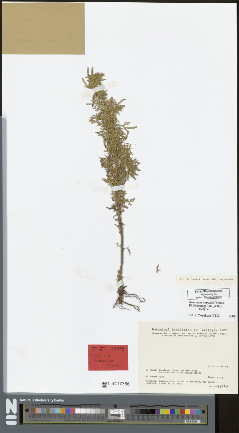Artemisia nepalica