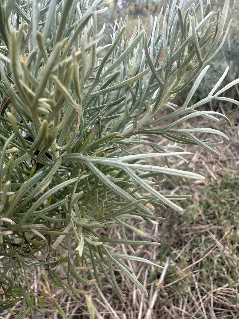 Island Sagebrush photo 2