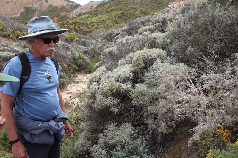 Island Sagebrush photo 3