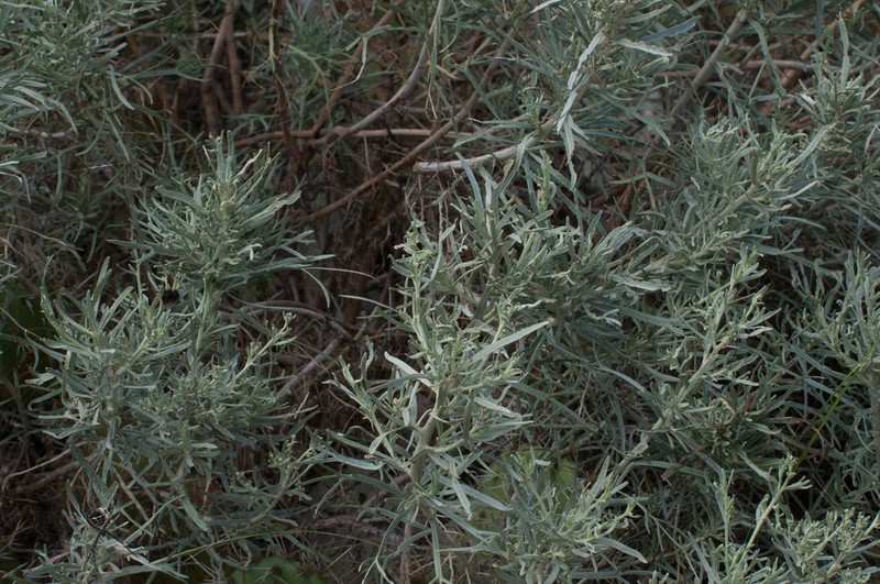 Island Sagebrush photo 4