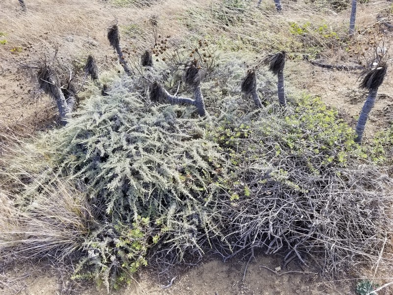 Island Sagebrush photo 5