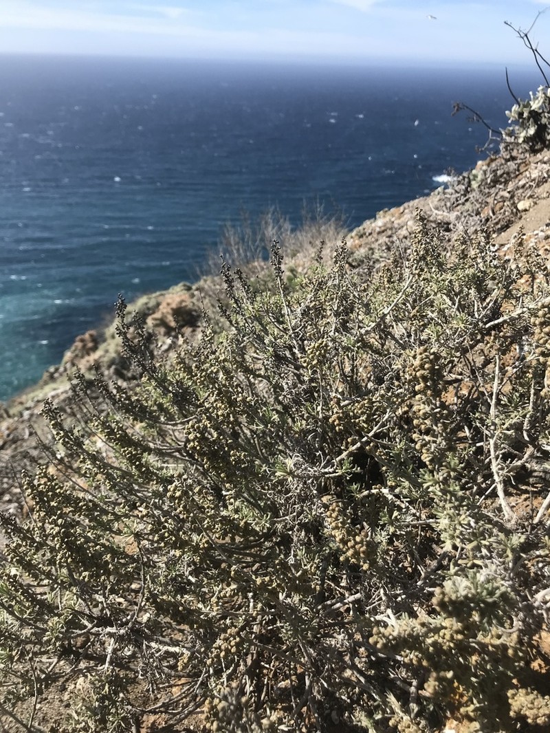 Island Sagebrush photo 6