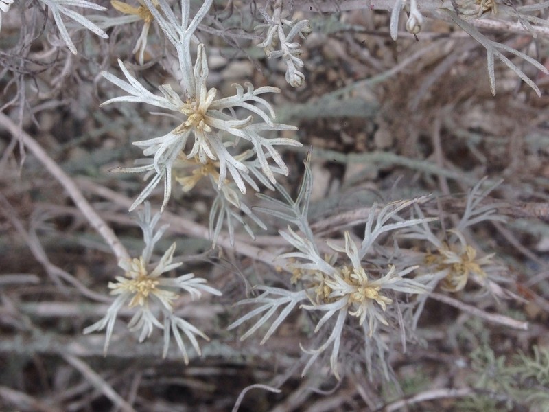Island Sagebrush photo 7