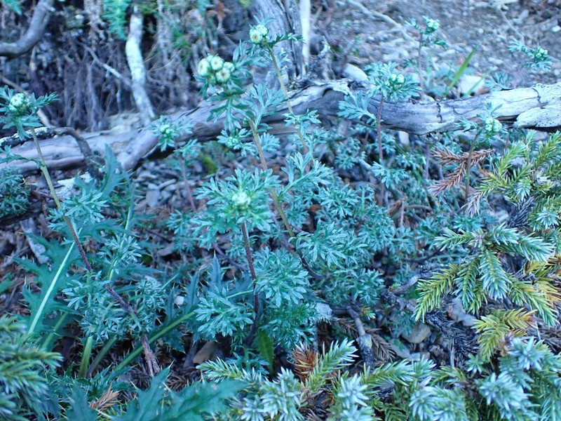 Artemisia niitakayamensis