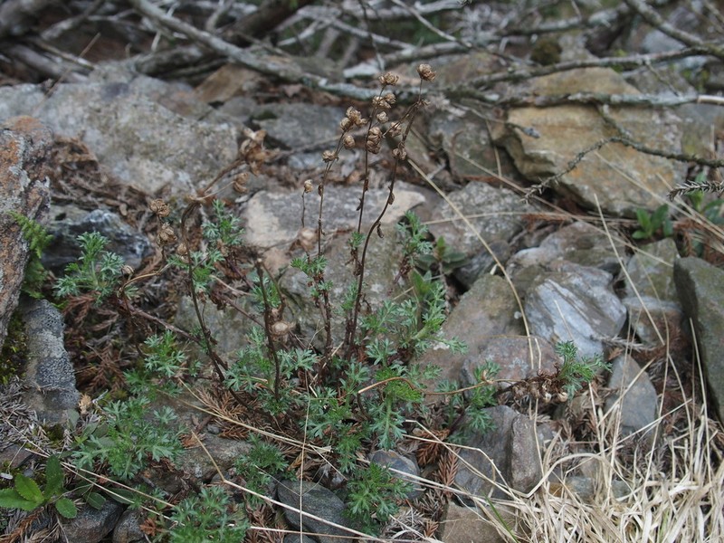 Artemisia niitakayamensis photo 3