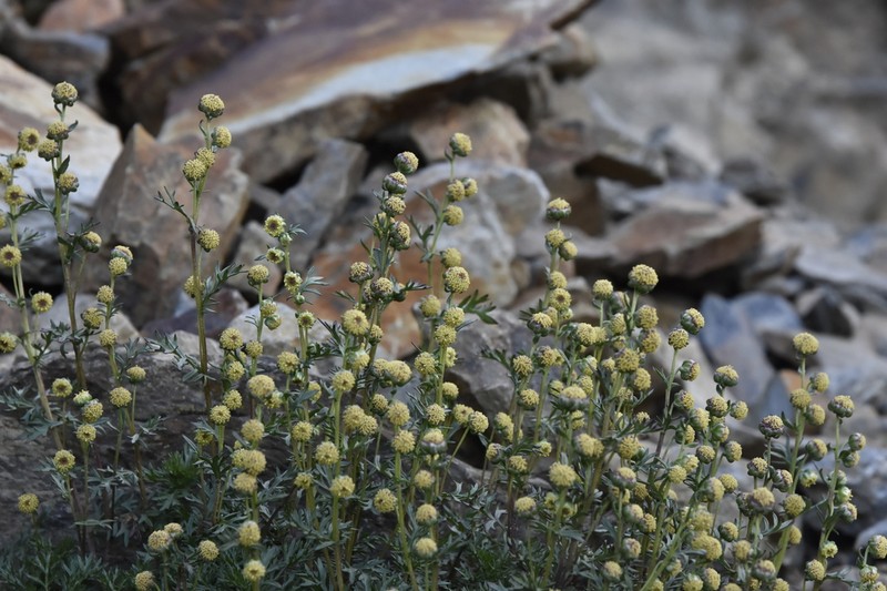 Artemisia niitakayamensis photo 4