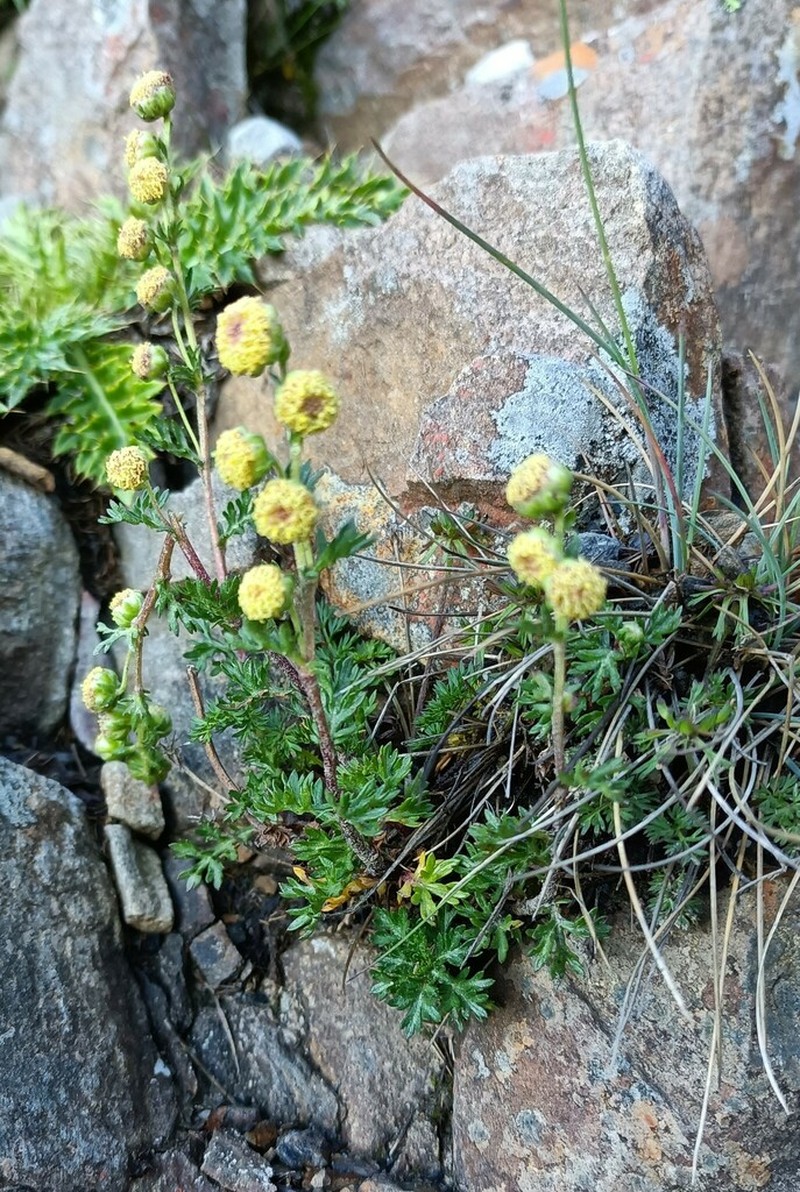 Artemisia niitakayamensis photo 5