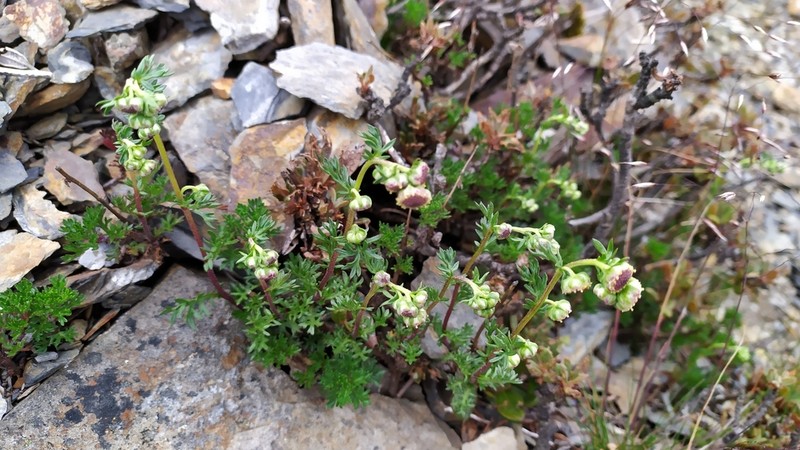 Artemisia niitakayamensis photo 6