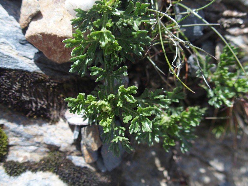 Artemisia niitakayamensis photo 7