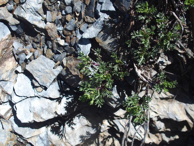 Artemisia niitakayamensis photo 8