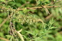 Artemisia nilagirica