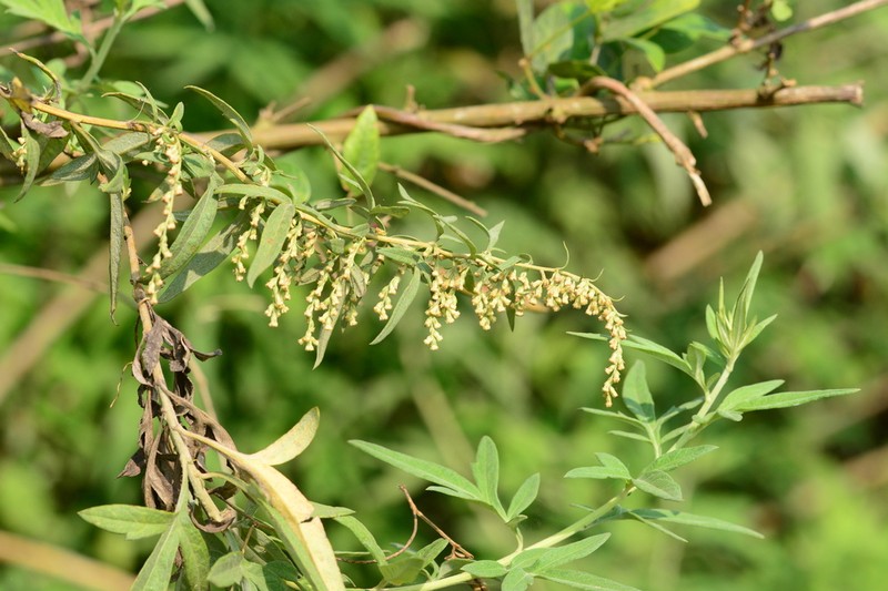 Artemisia nilagirica