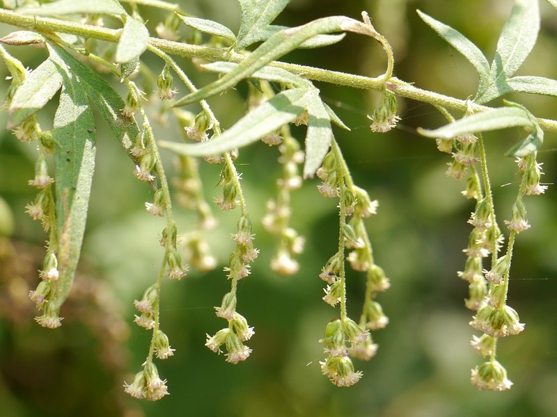 Artemisia nilagirica photo 2
