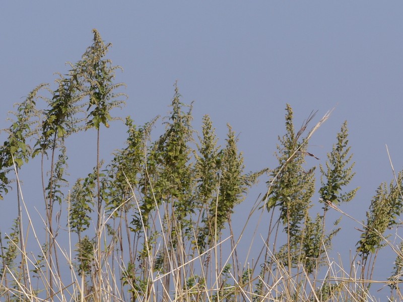 Artemisia nilagirica photo 3