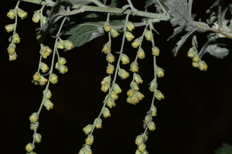Artemisia nilagirica photo 4