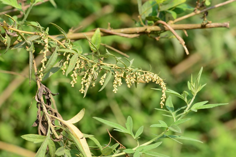 Artemisia nilagirica photo 6