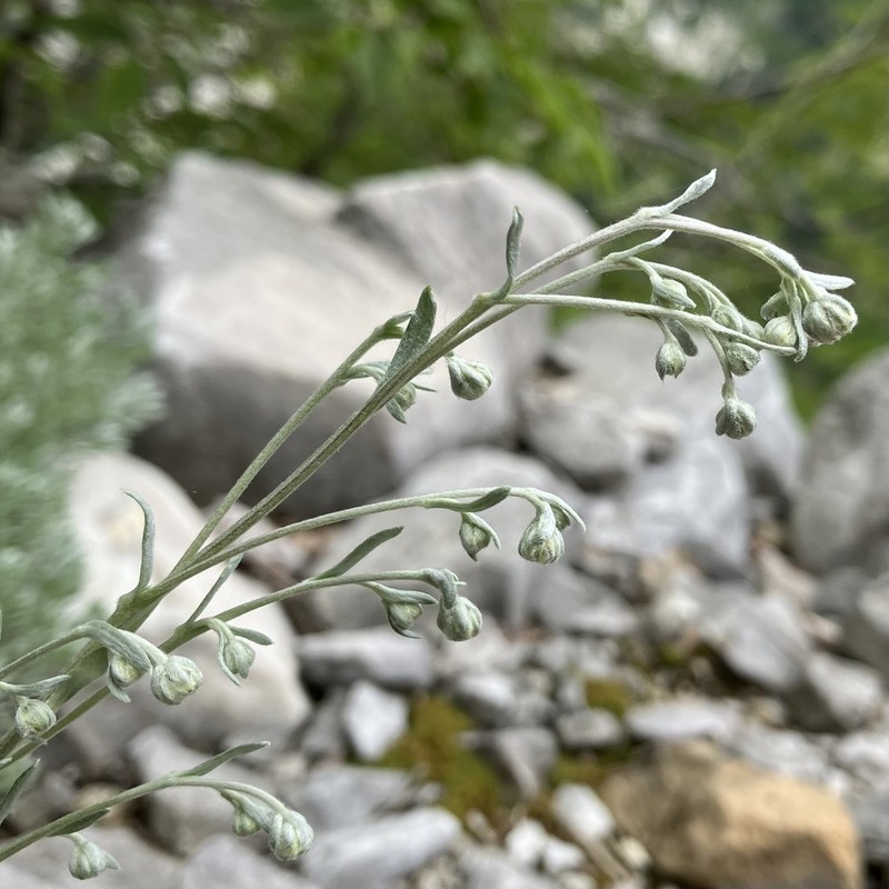 Artemisia nitida photo 5
