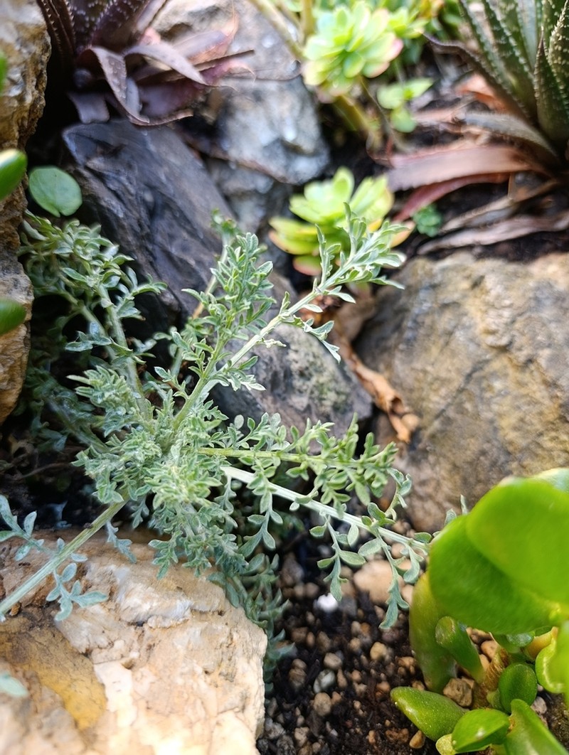Artemisia nitida photo 6