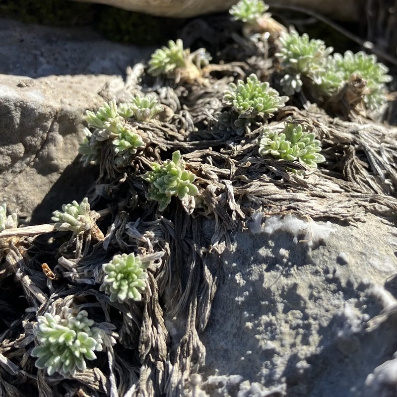 Artemisia nitida photo 7