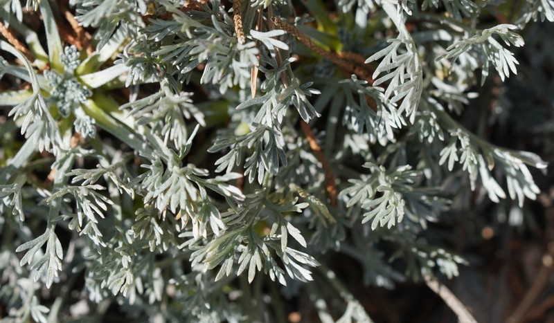 Artemisia nitida photo 2