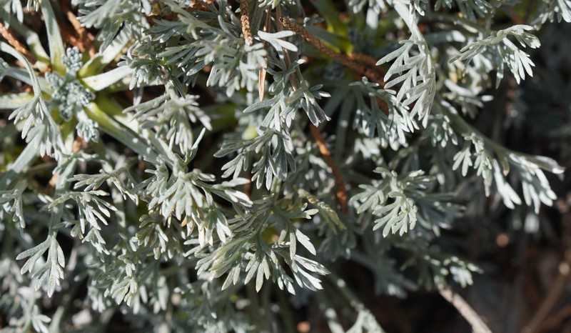 Artemisia nitida photo 3