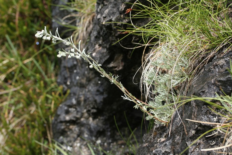 Artemisia nitida photo 4
