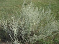 Artemisia nitrosa