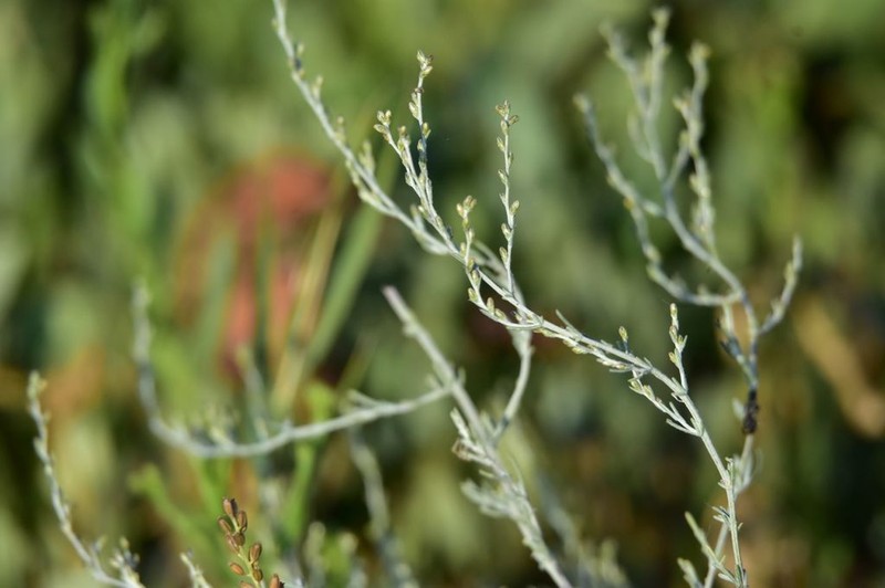 Artemisia nitrosa photo 2