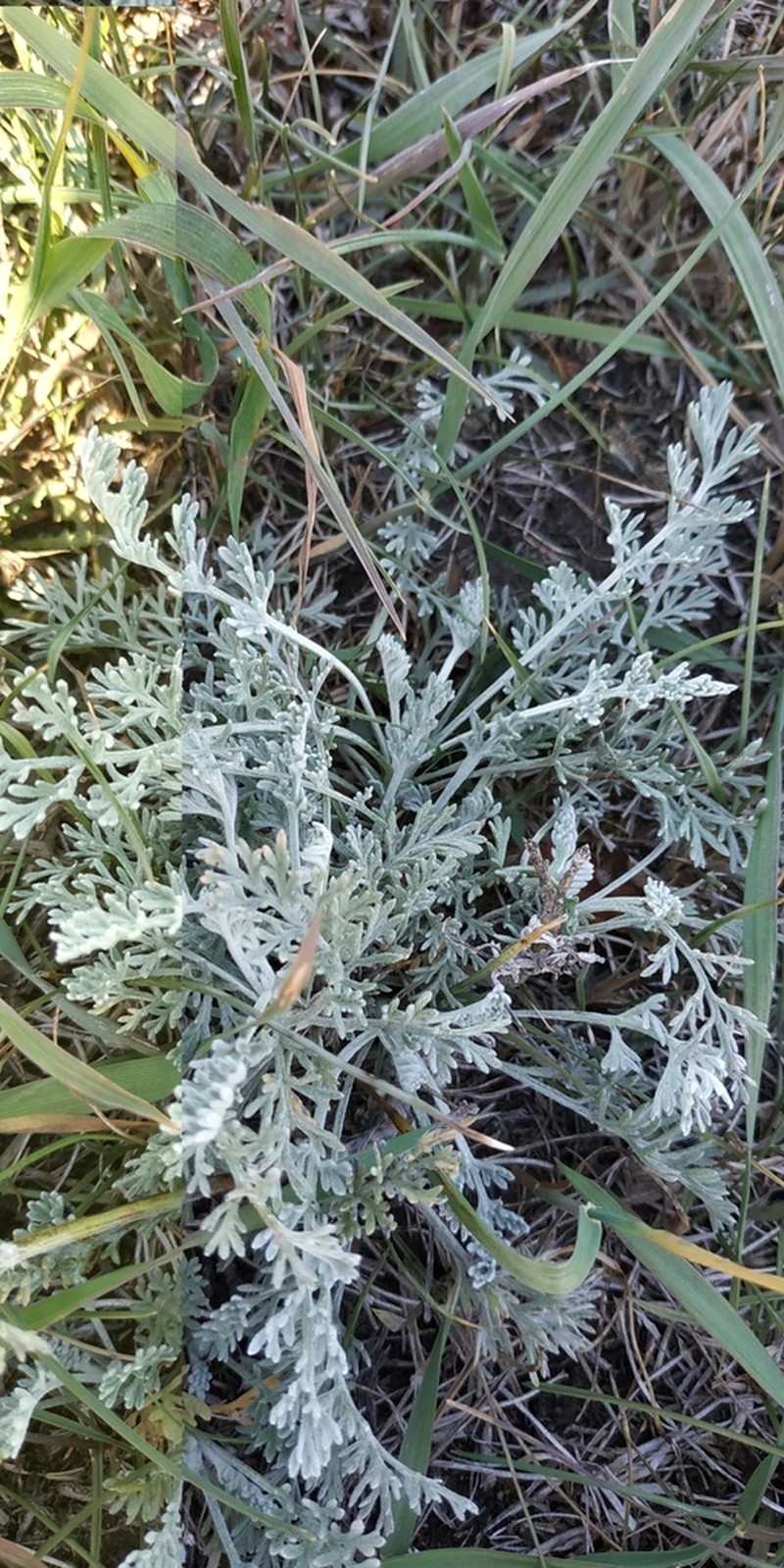 Artemisia nitrosa photo 3