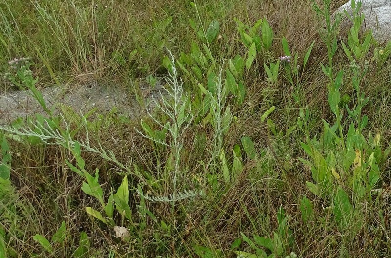 Artemisia nitrosa photo 4